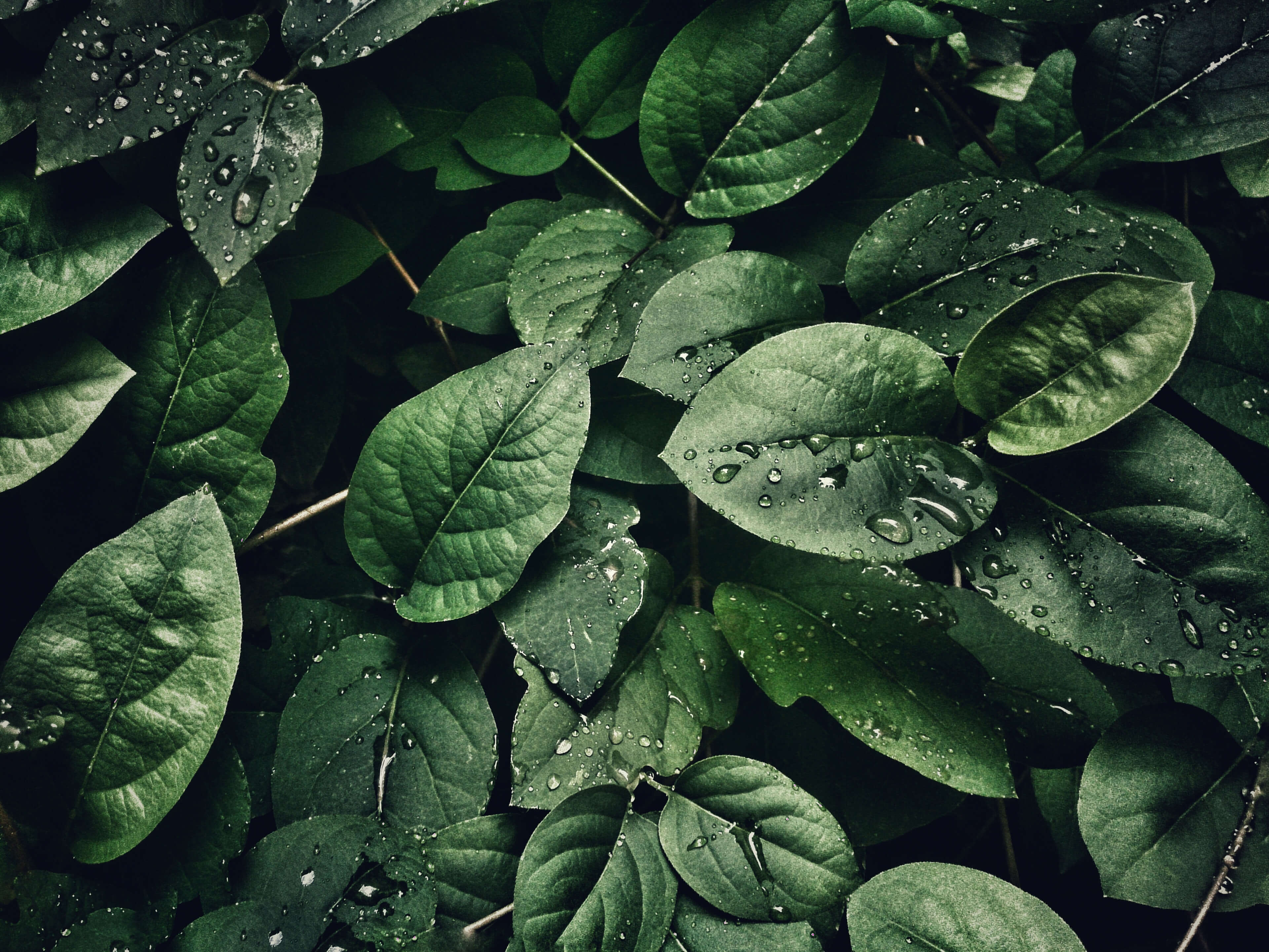 Grüne Blätter mit Regen